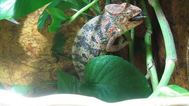 (Pregnant) Furcifer oustaleti eating смотреть онлайн