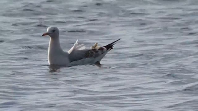 Slender-billed Gull, Gabbiano roseo (Chroicocephalus genei) смотреть онлайн