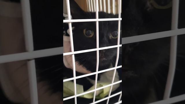 Лисси ищет дом смотреть онлайн