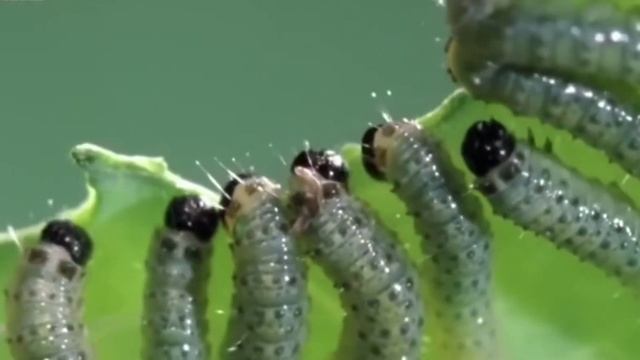 Удивительный мир насекомых! смотреть онлайн