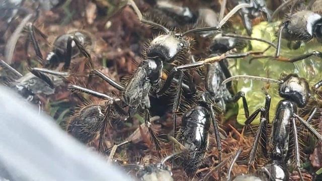 Dinoponera grandis 2 video (Brazil) 29.05.2022 смотреть онлайн