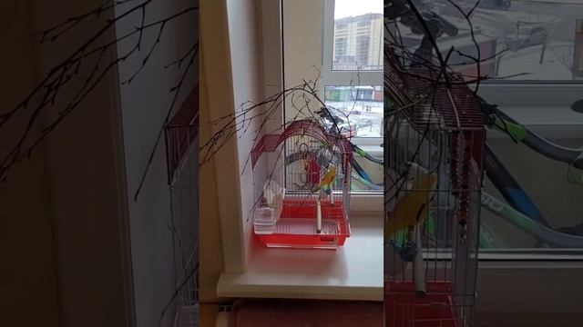 СМЕХ ДО СЛЁЗ! Говорящий попугай ДЖОКЕР УСТРОИЛ БАННЫЙ ДЕНЬ! смотреть онлайн