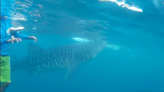 Whale Sharks - Oslob, Philippines смотреть онлайн