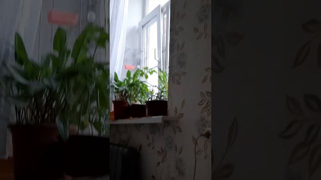 Щегол самец поёт хорошо смотреть онлайн