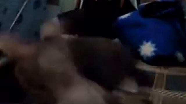 Кошачья жизнь смотреть онлайн