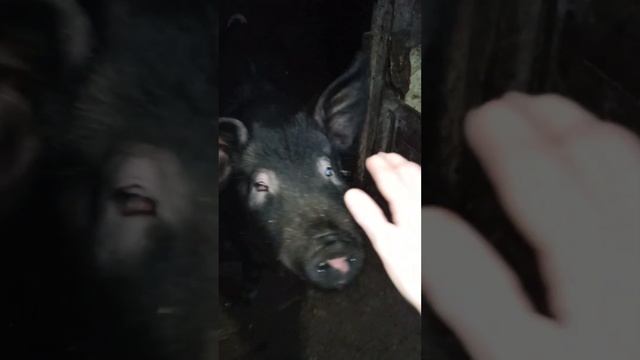черномырдя во всей своей красе #деревенскаяжизнь смотреть онлайн