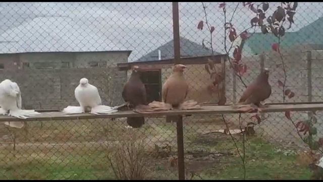 Тайсону понравились эти голуби. Двухчубые голуби. Tauben. Pigeons. Palomas. Pombos. 비둘기. کبوترها.