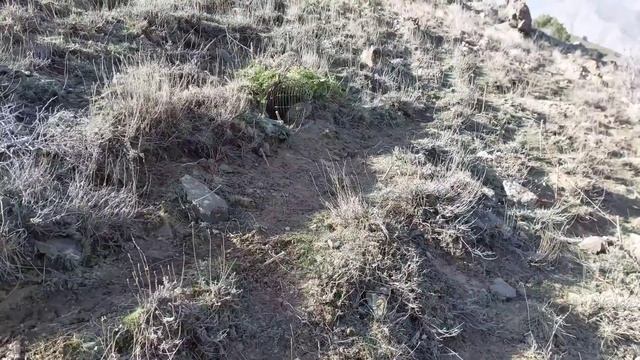Шикори Кабк Keklik Avi Tuzakla Охота на куропатка Partridge Hunting Kabk Shikar شکار کبک Chukar Avi