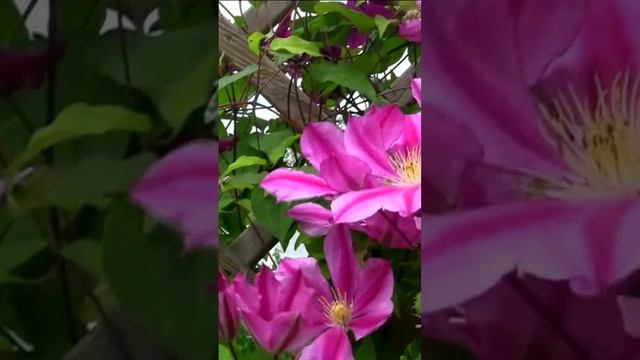 Клематис. Дмитрий Шлапак смотреть онлайн