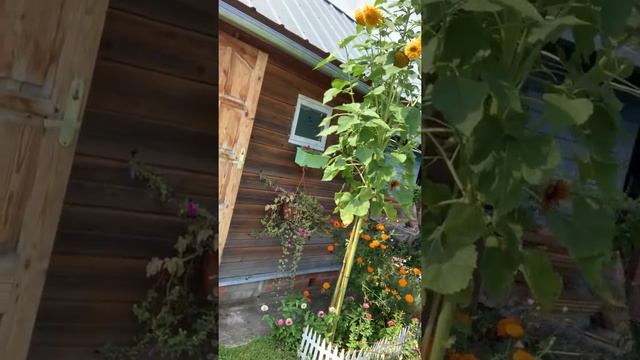 МУКБАНГ смотреть онлайн