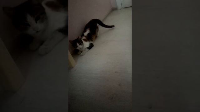 Озабоченная кошка смотреть онлайн