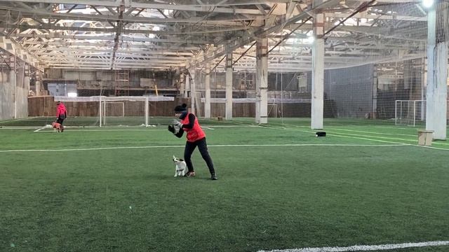Танцы с собаками Dog dance Тимошина Светлана & Гувер.Танец "Горько-Сладкий Мир"Тренировка 13.12.202 смотреть онлайн