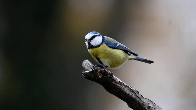 Birds of Italy (Cyanistes caeruleus) cinciarella смотреть онлайн