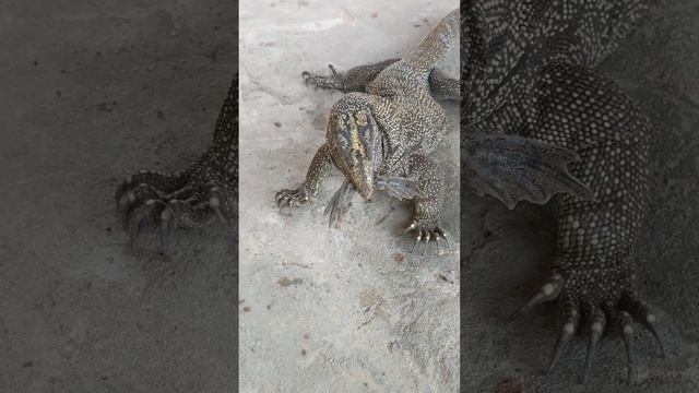 Giant Monitor Lizard Tries to Swallow A Big Asian Bullfrog. смотреть онлайн