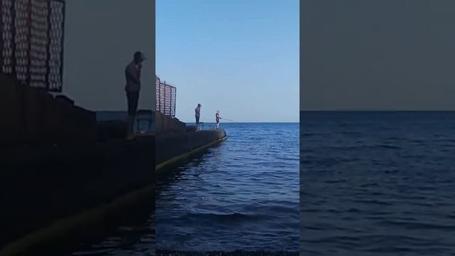 В Ялте идёт ставрида.Отлично ловится прямо с берега. смотреть онлайн