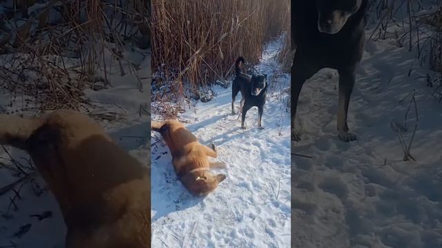 банда на районе смотреть онлайн