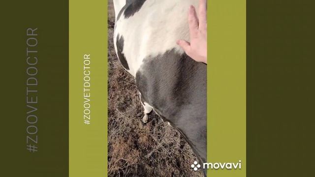 КВЕСТ-найди корову в поле, приручи её вылечи её #УшаковДмитрий интересные истории советы ветеринара смотреть онлайн
