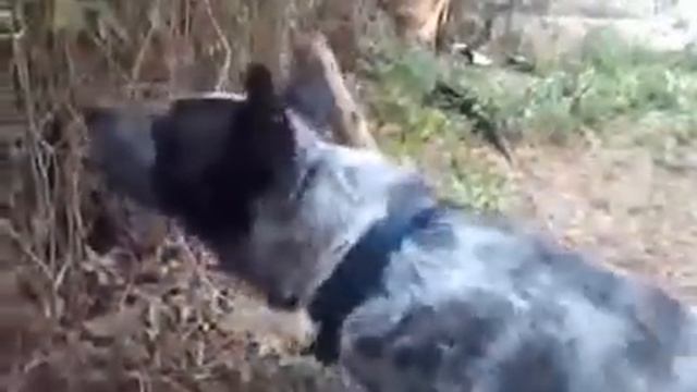 Собака против электрический забор смотреть онлайн