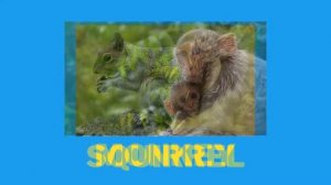 10 Examples of Mammals | Educational Video for Kids #science #mammals #examplesof