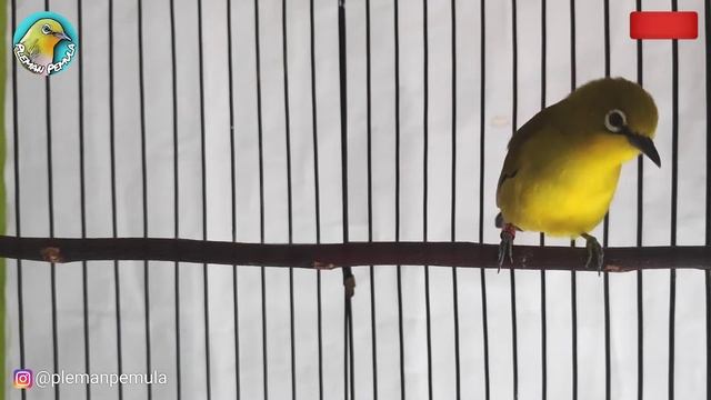 Gunakan Pancingan Pleci Ini Agar Cepat Buka Paruh Dan Menaikkan Birahi Jantan смотреть онлайн