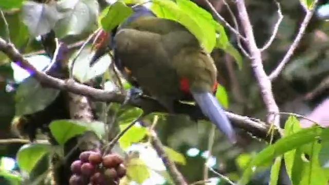 Toucan смотреть онлайн