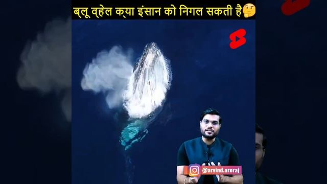 ब्लू व्हेल क्या इंसान को निगल सकते है, सच या झूठ ??| A2 Sir Amazing Fact For Blue whel | смотреть онлайн