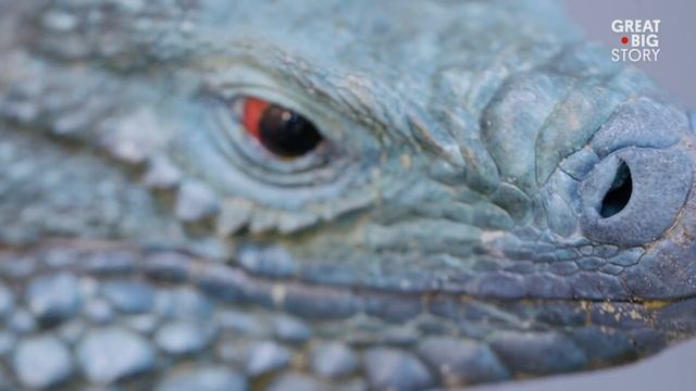 This Beautiful Blue Lizard is Facing Extinction смотреть онлайн
