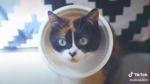 Сливки шоу Rytp