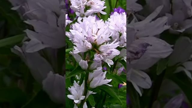 Колокольчики мои. Дмитрий Шлапак смотреть онлайн