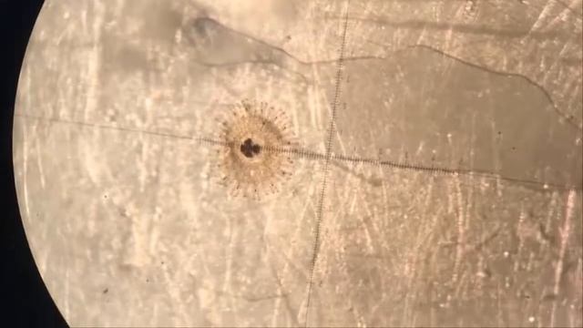 Cassiopea sp. смотреть онлайн