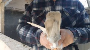 Пакистанский голубь.Хоуминг высоколётных голубей.
