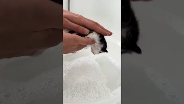 Корпорация Юмора - Самое милое видео сегодня смотреть онлайн