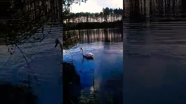 Лебедь занемаеться гемнастикой смотреть онлайн
