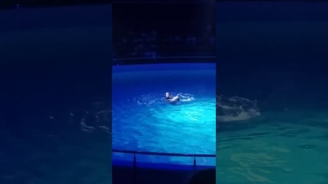 Дельфинарий Новосибирск. смотреть онлайн