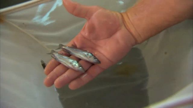 Project Snook Part 4 - Aquaculture Fish Farming Day 135 смотреть онлайн