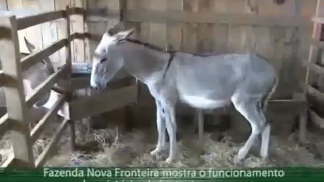 Acre Rural: Criatório De Jumentos E Muares Nova Fronteira