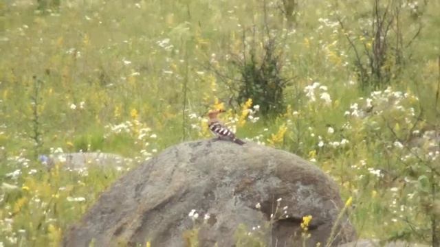 Удод смотреть онлайн