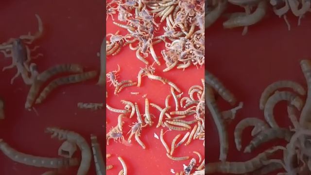 Scorpions, Like To Eat All Kinds Of Mollusk Insects 82