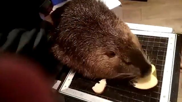 Кто нибудь слышал как нутрия выражает удовольствие? смотреть онлайн