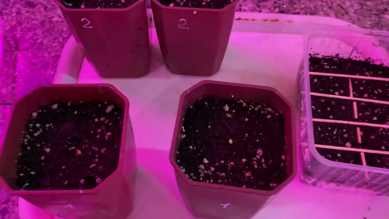 Посев семян томатов перцев с кипятком.