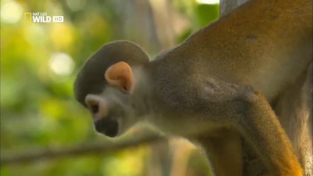 Дикая Амазонка Wild Amazon смотреть онлайн