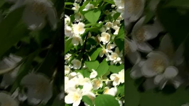 Во дворе жасмин расцвёл. Дмитрий Шлапак смотреть онлайн