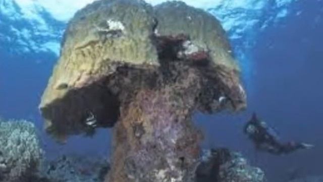Oceans and Animals. смотреть онлайн