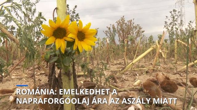 Emelkedhet a napraforgóolaj ára az aszály miatt Romániában смотреть онлайн