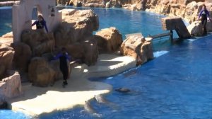 Dolphins Jumping walking, somersaulting dolphins  show how smart they are