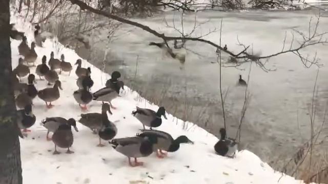 Уточки в зимнем пруду, Москва-Крылатское...🙄 смотреть онлайн