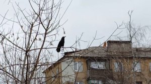 Грач кричит. Съемка 03.12.23