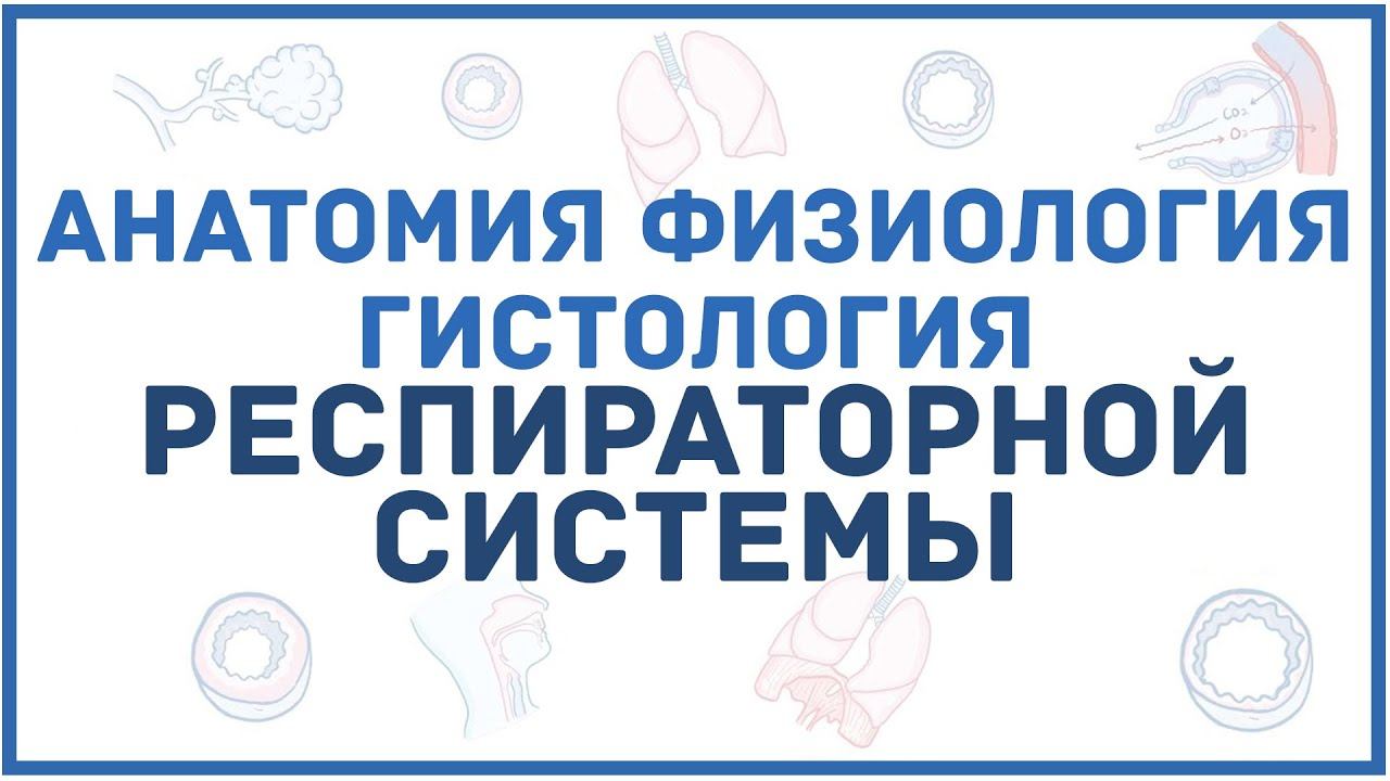 Анатомия и физиология дыхательной системы человека - кратко смотреть онлайн