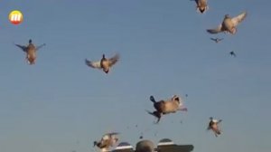 Охота на утку и гуся