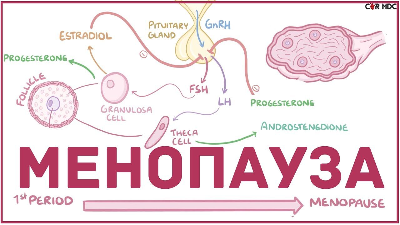 Менопауза - причины, механизм, физиология - кратко смотреть онлайн